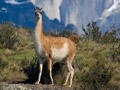 Argentina Guanaco