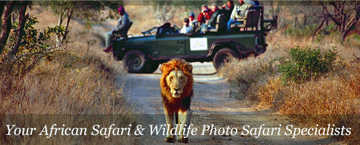 kruger park