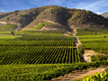 Vinyard