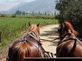 Horses in vinyard