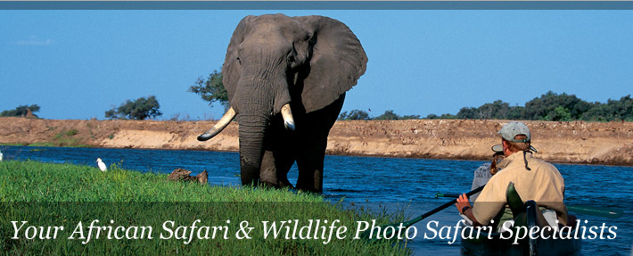 safari sample